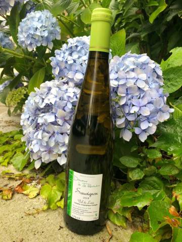 Sauvignon 2024